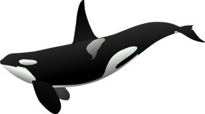 Killer whale PNG-71287